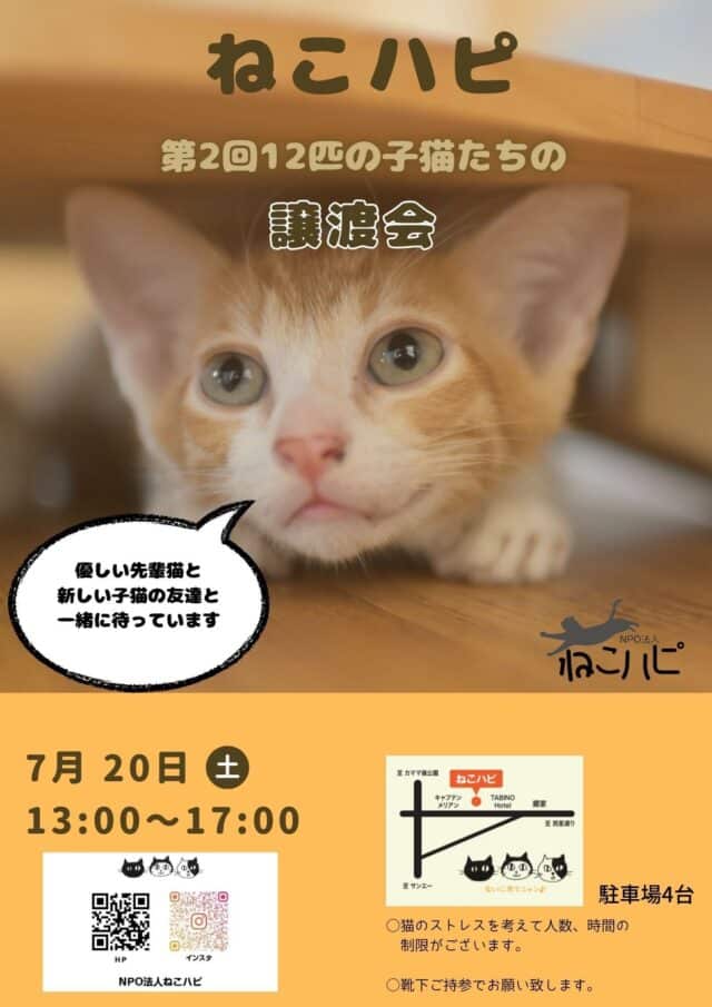 ねこハピ「第2回 12匹の子猫たちの譲渡会」